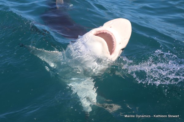 Bronze Whaler Shark, South Africa