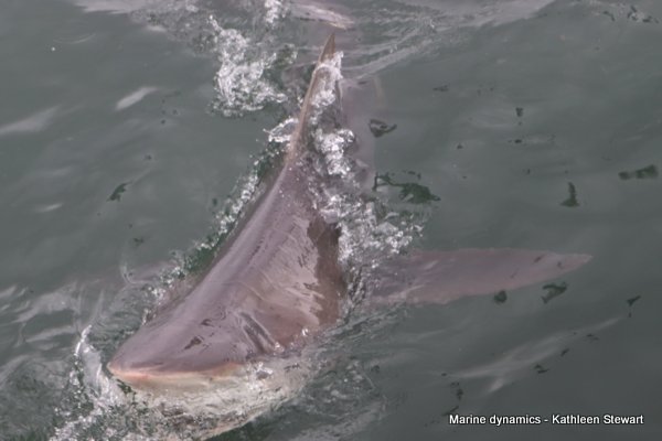 Bronze Whaler Shark, South Africa