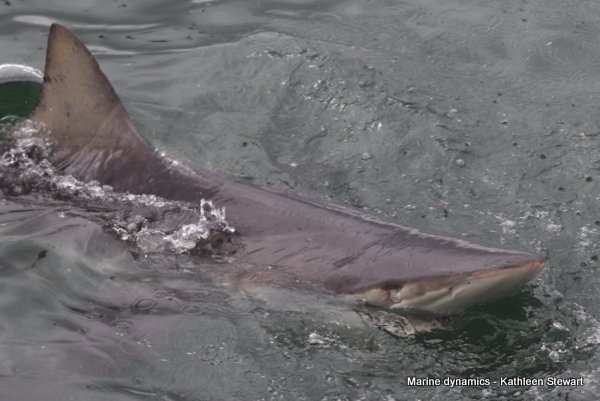 Bronze Whaler Shark, South Africa