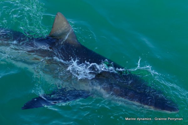 Bronze whaler sharks, South Africa