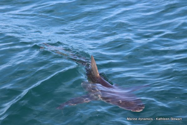 Bronze Whaler Shark, South Africa