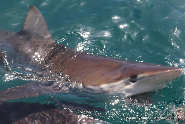 Bronze Whaler Shark, South Africa