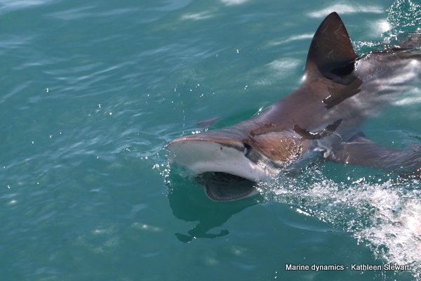 Bronze Whaler Shark, South Africa