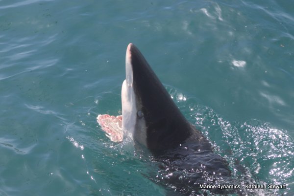 Bronze Whaler Shark, South Africa