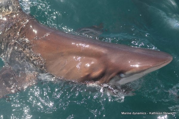 Bronze Whaler Shark, South Africa