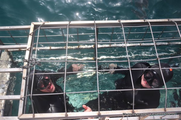 Shark Cage Diving, South Africa