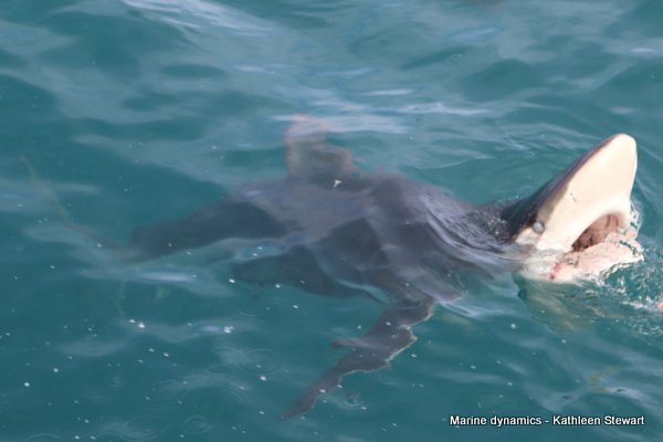 Bronze Whaler Shark, South Africa