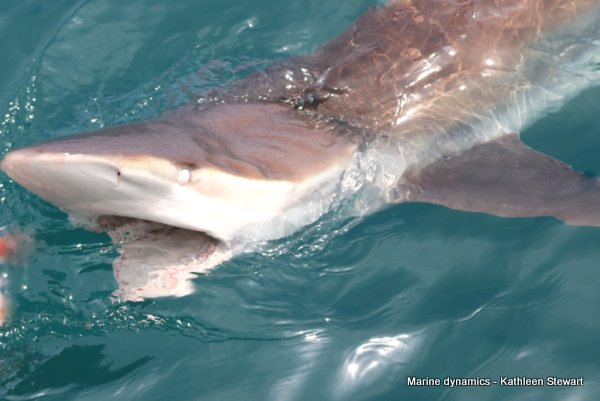 Bronze whaler shark, South Africa
