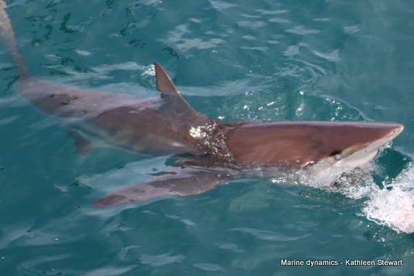 Bronze whaler shark, South Africa