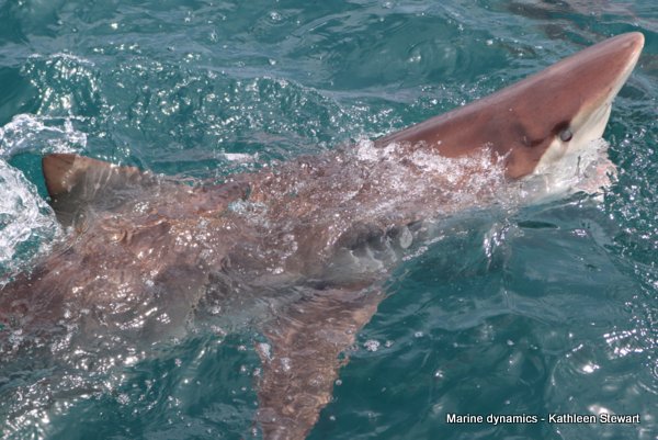 Bronze whaler shark, South Africa