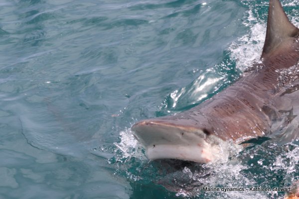 Bronze whaler shark, South Africa