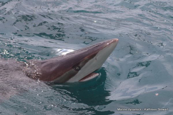 Bronze whaler shark, South Africa
