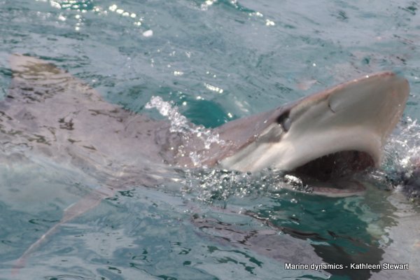 Bronze whaler shark, South Africa