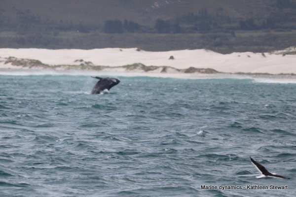 Southern Right whale, South Africa