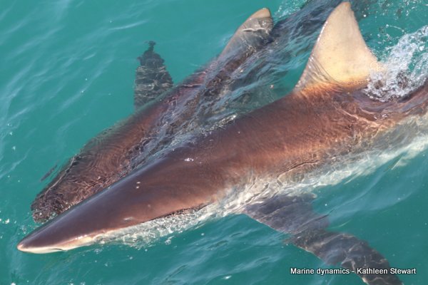 Bronze whaler shark, South Africa