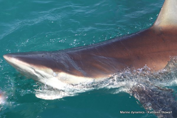 Bronze whaler shark, South Africa