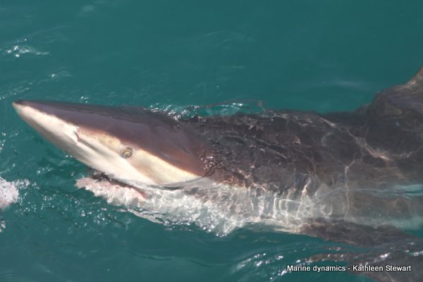 Bronze whaler shark, South Africa