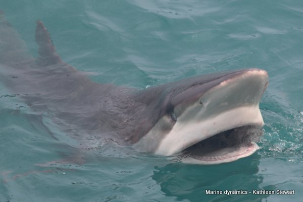 Bronze whaler shark, South Africa