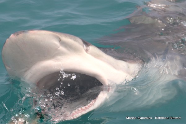 Bronze whaler shark, South Africa