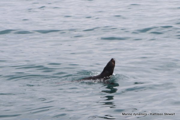 Cape fur seal, South Africa