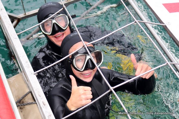 Shark cage diving, South Africa