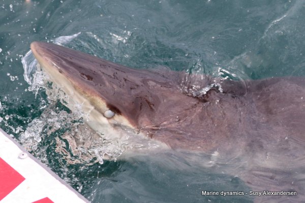 Bronze Whaler Shark, South Africa