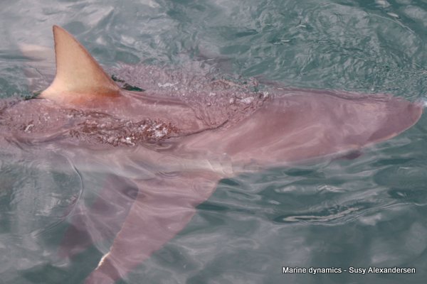 Bronze Whaler Shark, South Africa