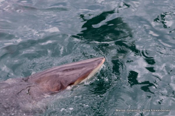 Bronze Whaler Shark, South Africa
