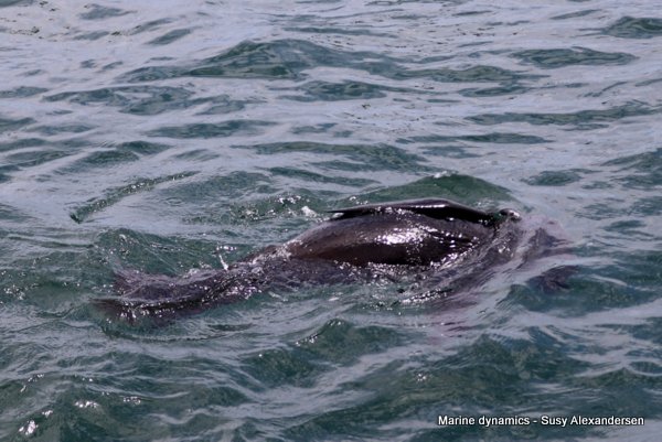 Cape fur seal, South Africa