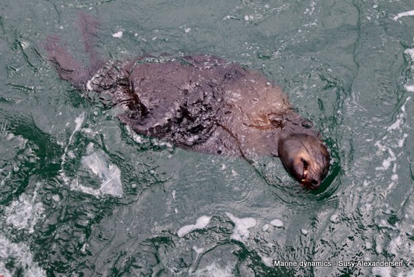 Cape fur seal, South Africa