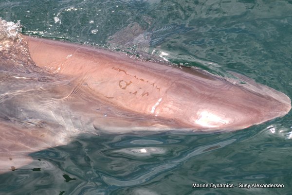 Bronze whaler shark, Shark cage diving, Gansbaai, Western Cape