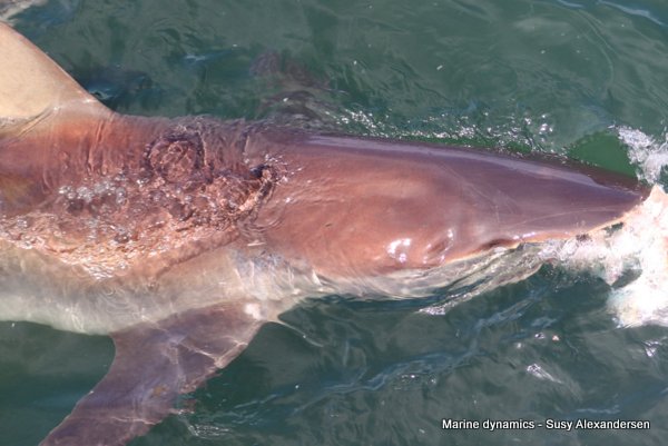 Bronze whaler shark, South Africa