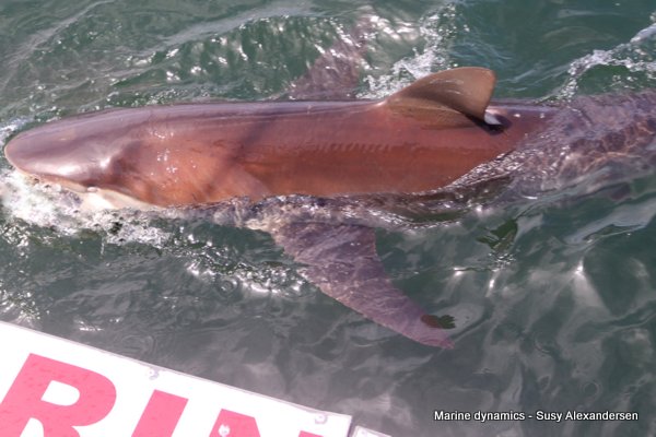Bronze whaler shark, South Africa
