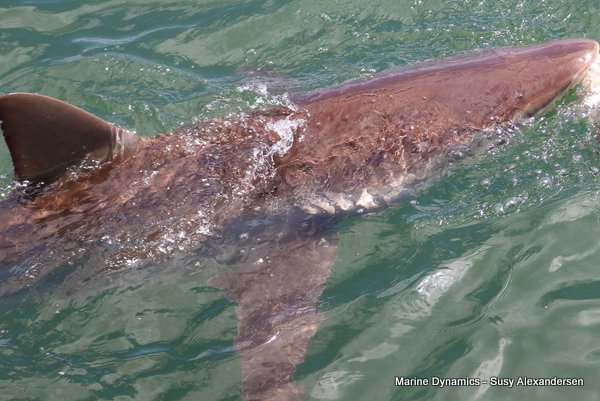 Bronze whaler shark, Shark cage diving, Gansbaai, Western Cape