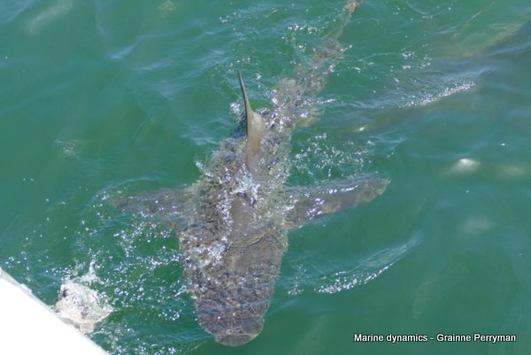 Bronze whaler shark, South Africa
