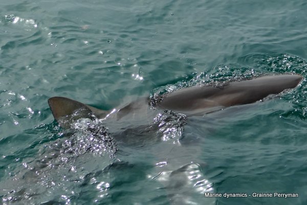 Bronze whaler sharks, South Africa