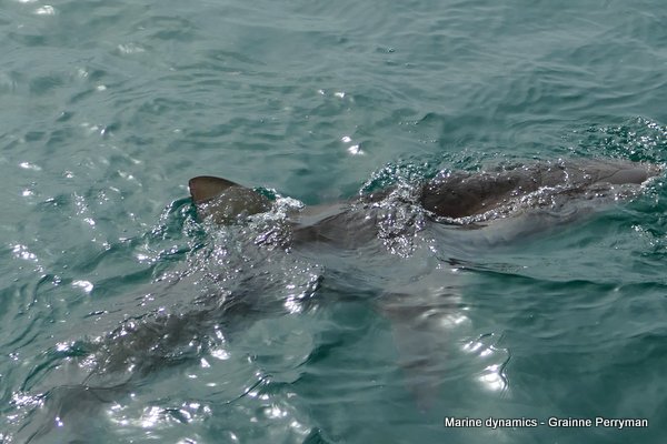 Bronze whaler sharks, South Africa