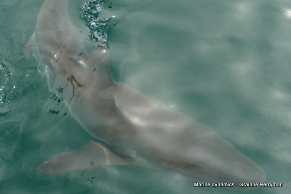 Bronze whaler sharks, South Africa