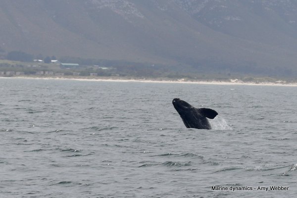 Southern right whale, South Africa