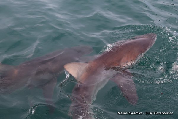 Bronze Whaler Shark, South Africa