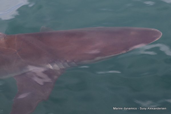 Bronze Whaler Shark, South Africa