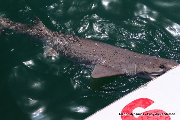 Broadnose sevengill shark, south africa