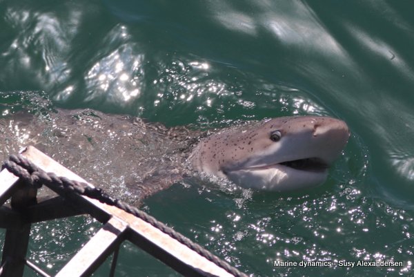 Broadnose sevengill shark, south africa