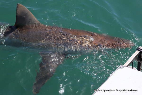 Bronze whaler shark, South africa