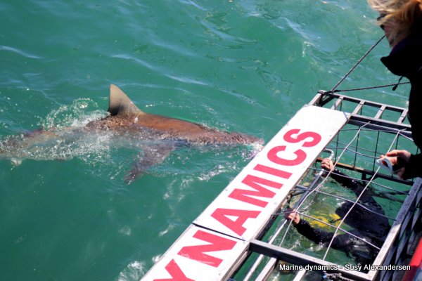 Bronze whaler shark, South africa