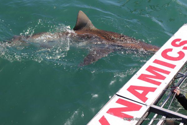 Bronze whaler shark, South africa