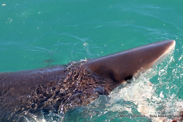 Bronze whaler shark, south africa