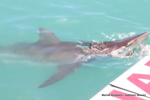 Bronze Whaler Shark, South Africa