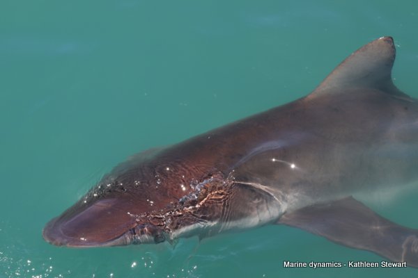 Bronze Whaler Shark, South Africa