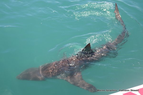 Bronze Whaler Shark, South Africa